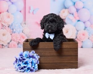 Lincoln F1B Cavapoo